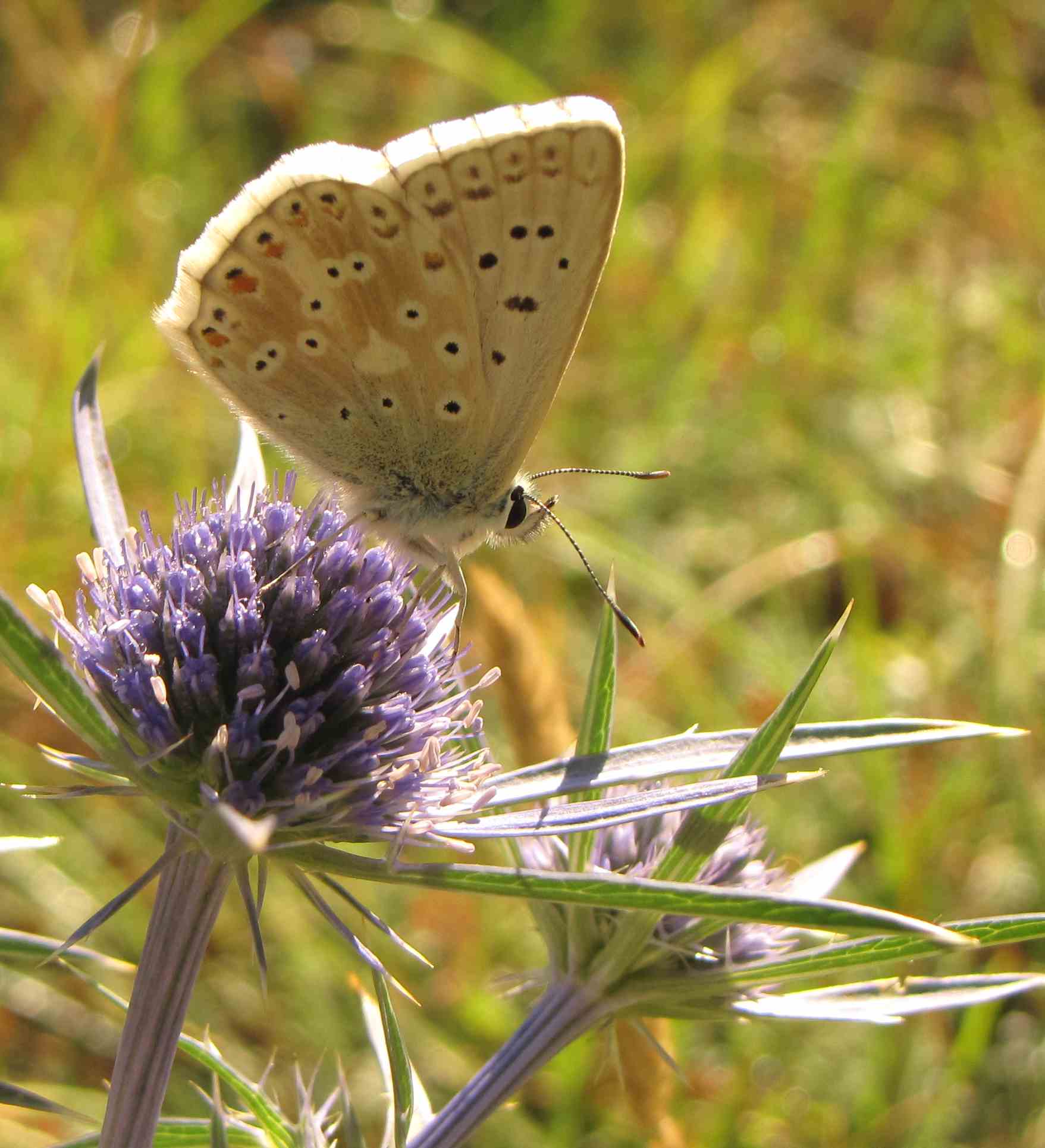 polyommatus marchigiano - Polyommatus (Meleageria) coridon